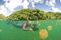 Karen Struas with video camera, Jellyfish Lake, Palau-озеро Медуз